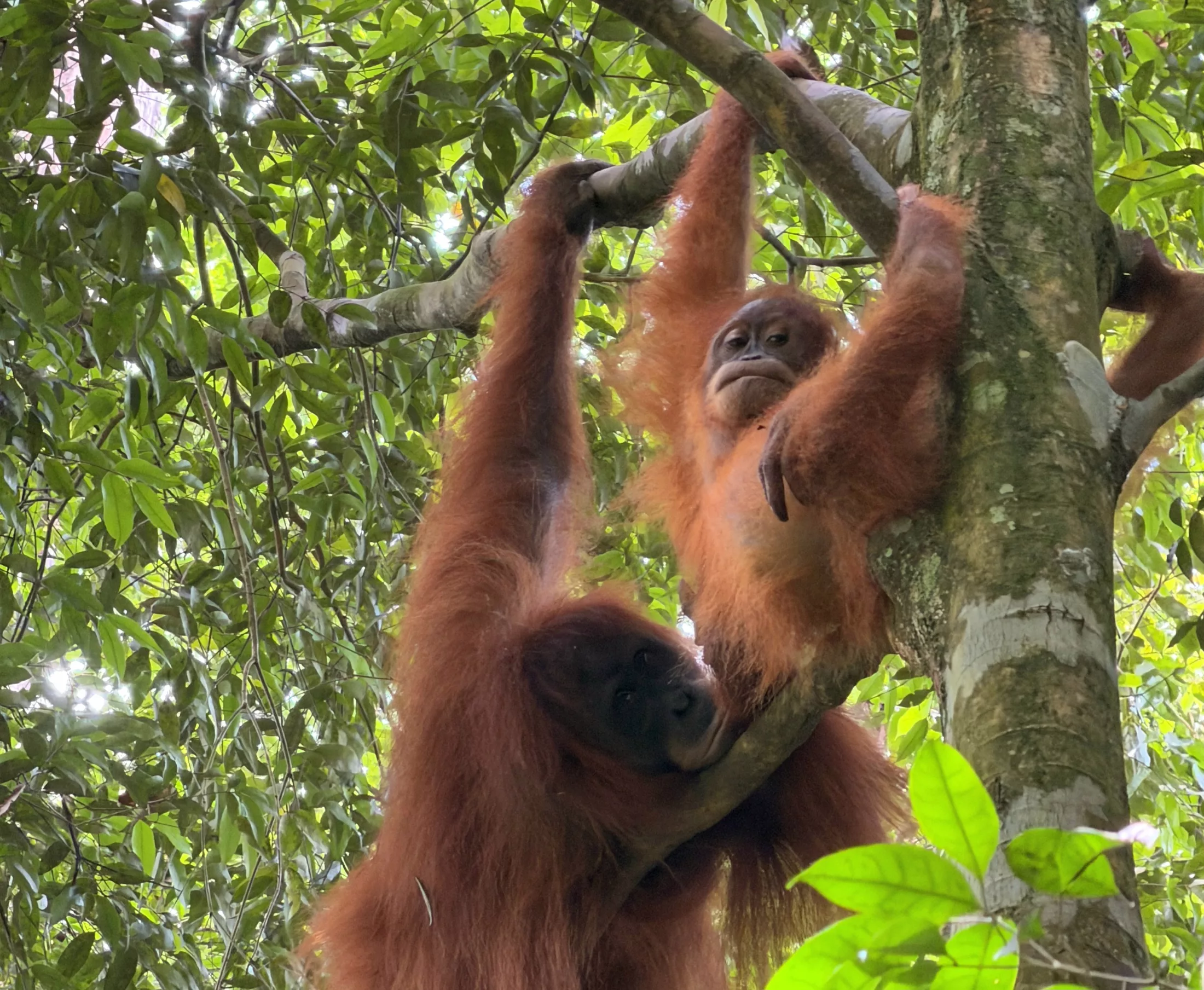 Bukit Lawang : trois jours au coeur de la jungle de Sumatra