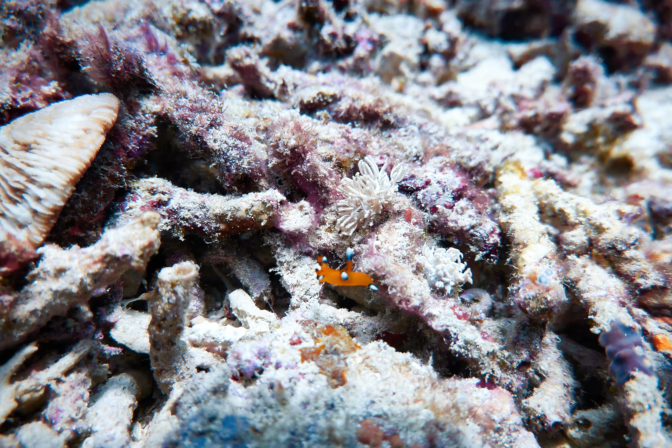 Nudibranches