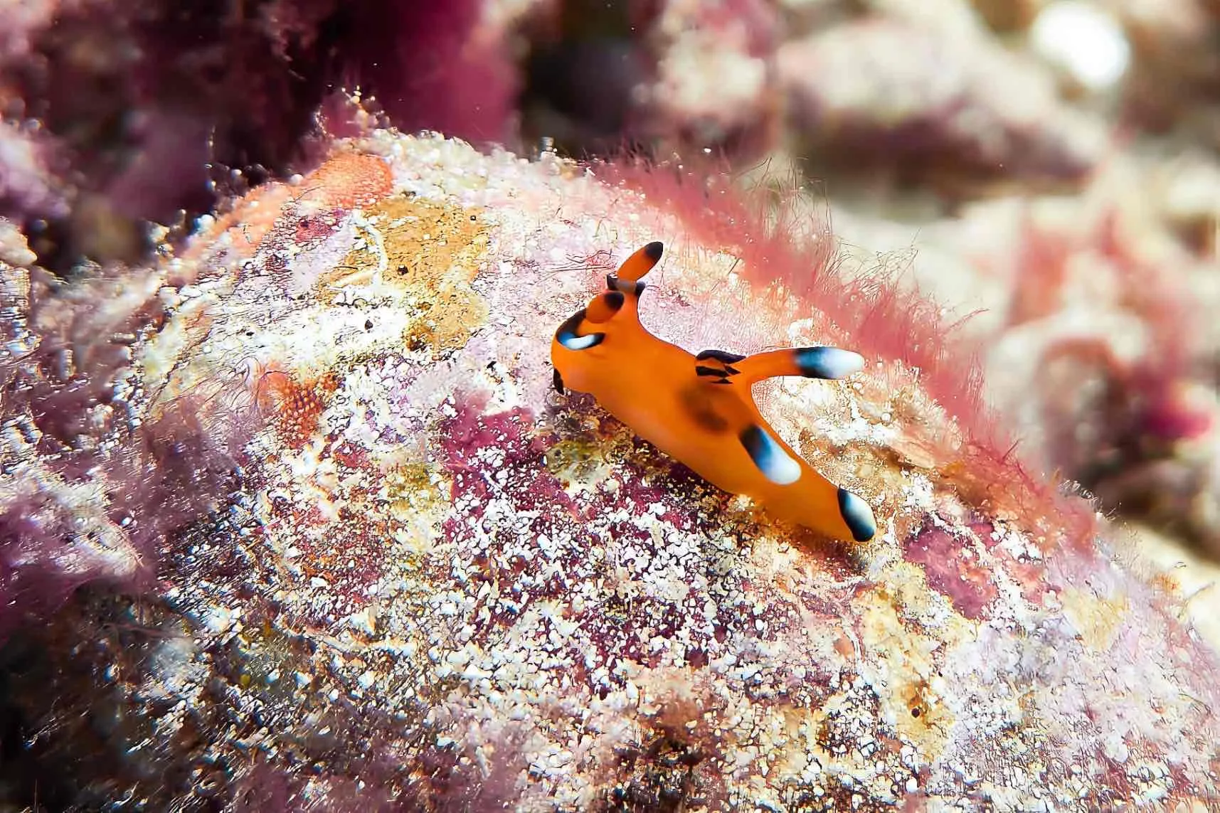 Nudibranches