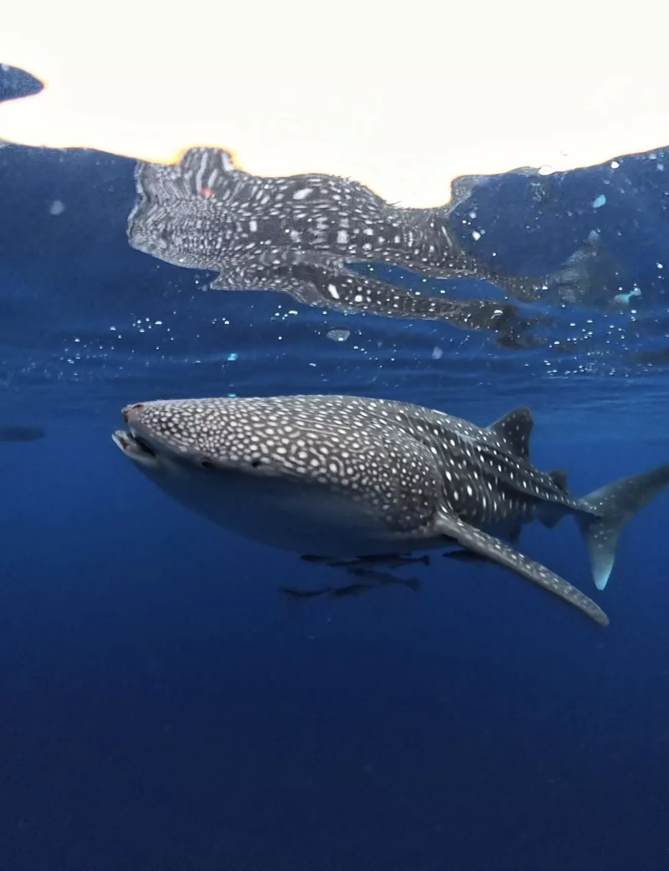 Whale shark