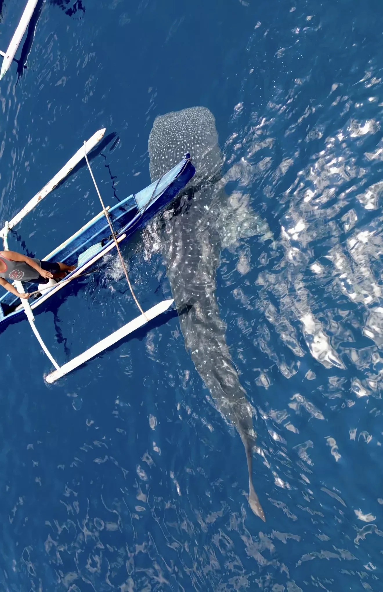 Whale shark