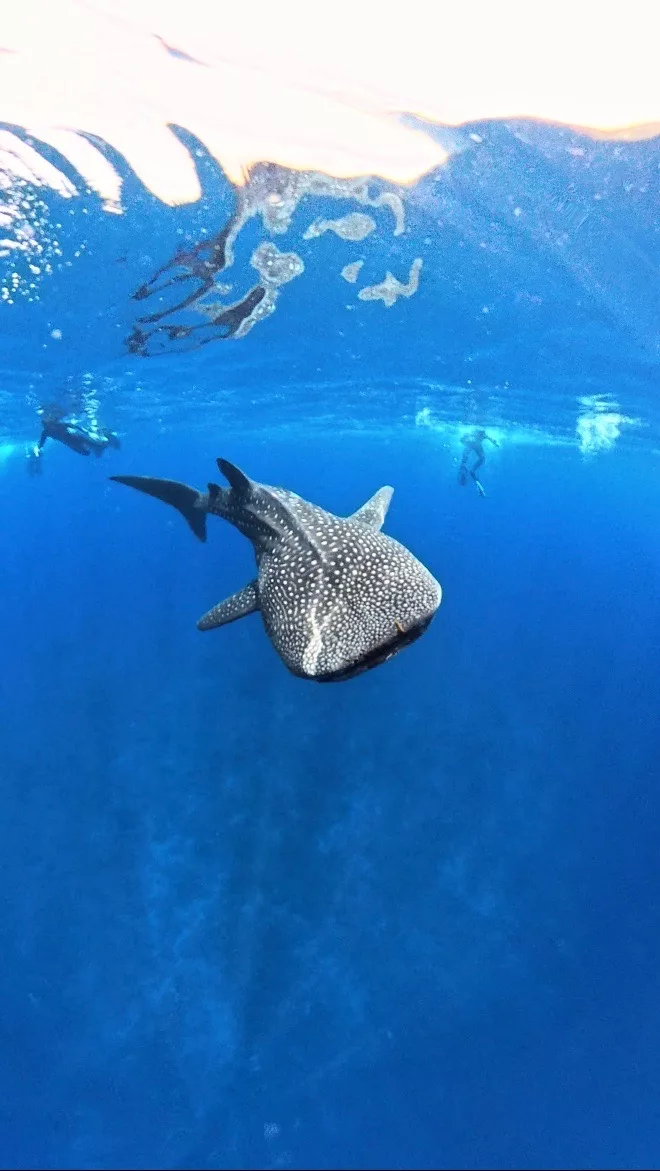 Whale shark