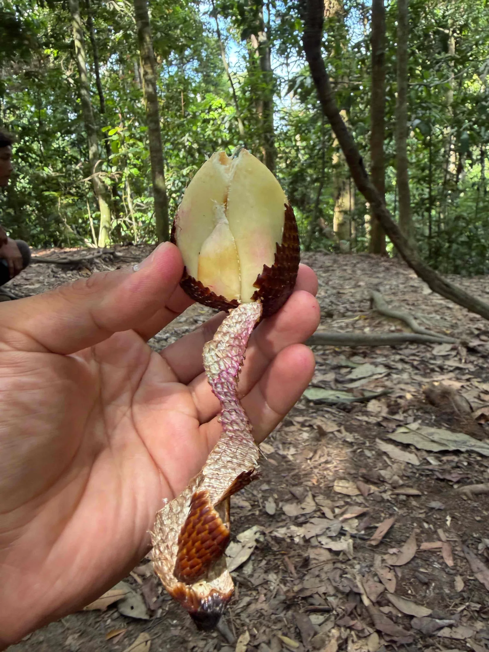 Salak
