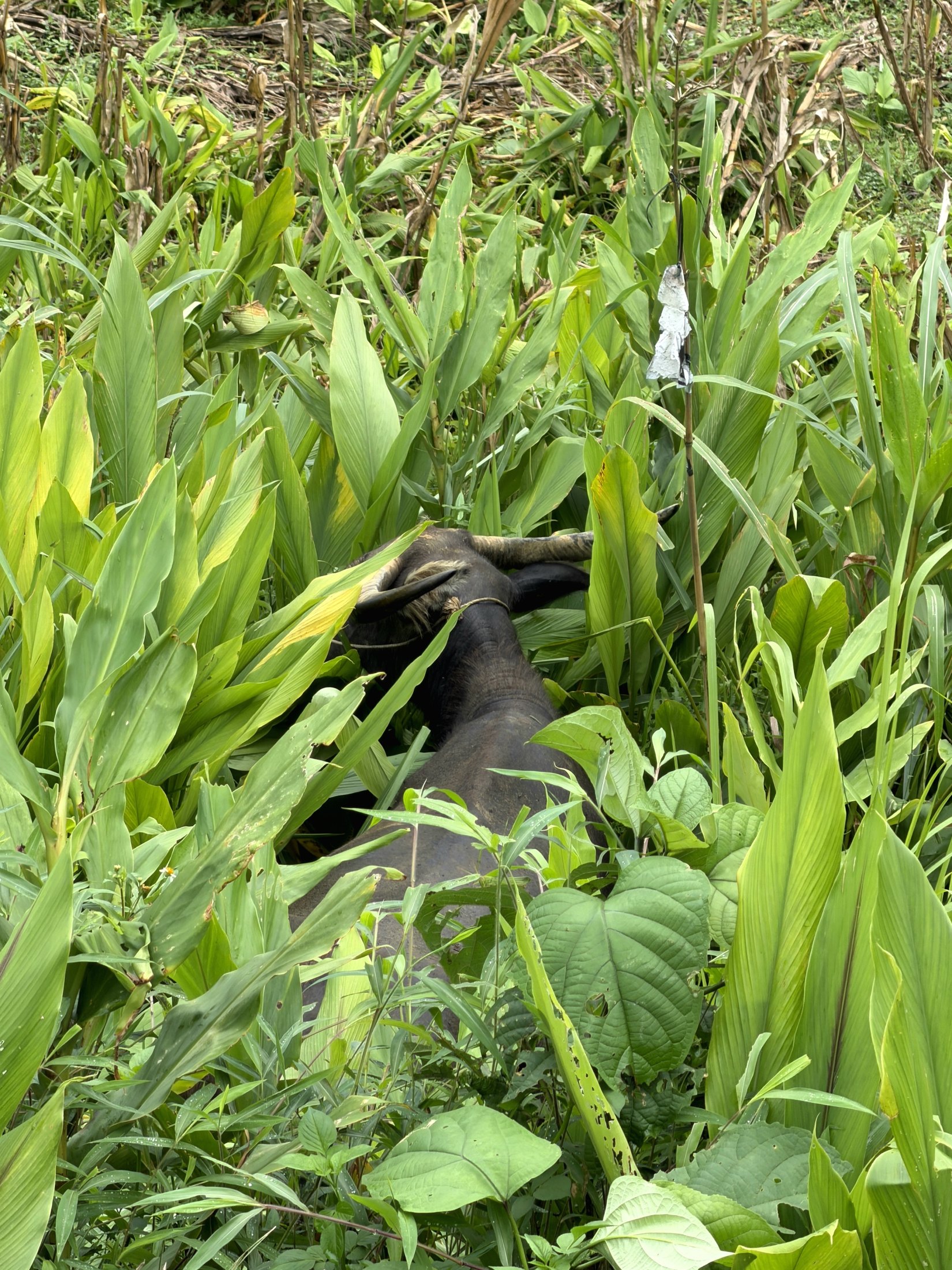 Sapa ou Sapaland ? — 4