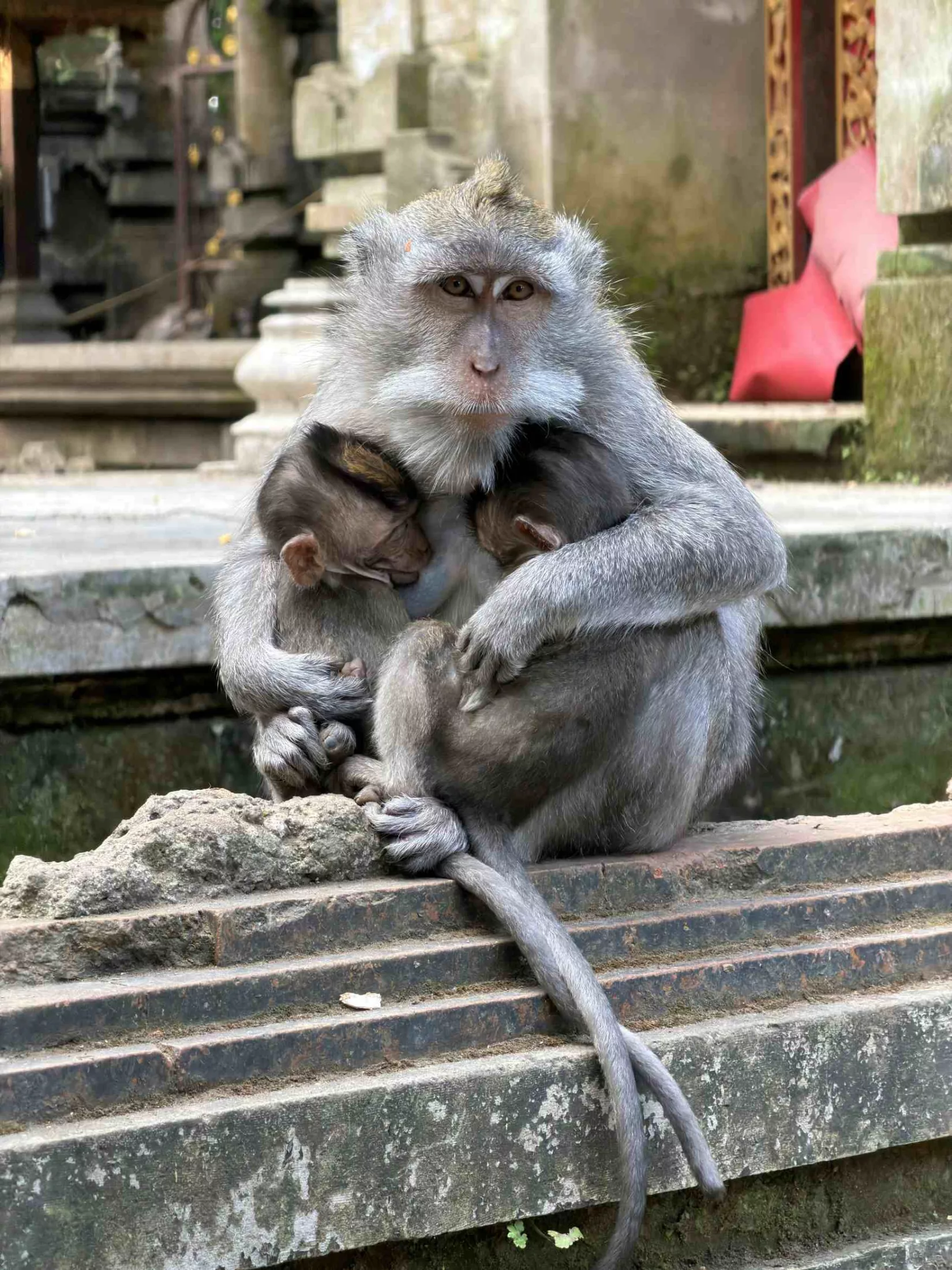Ubud: temples, rice fields, and Balinese culture — 4